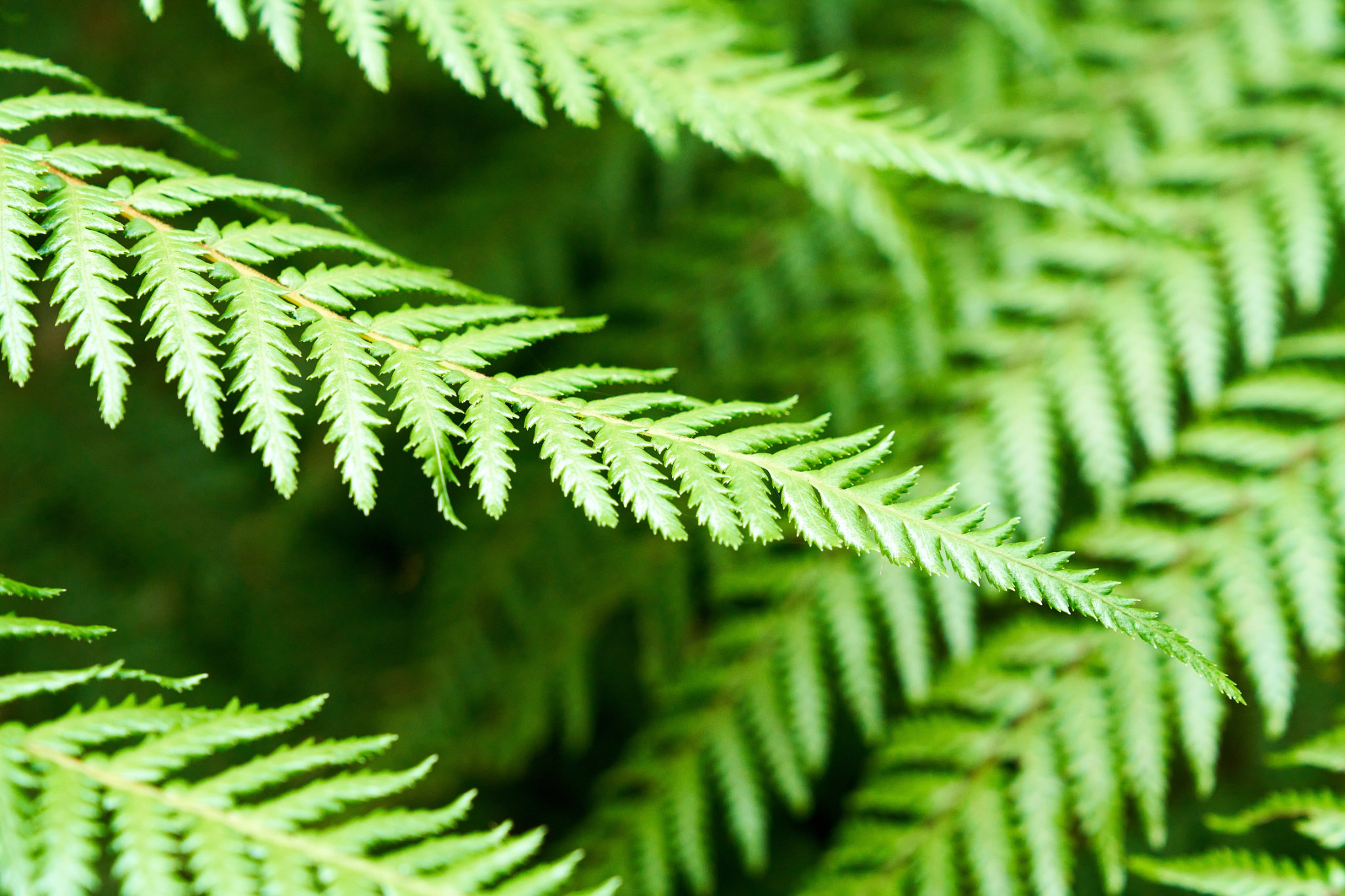 Ferns