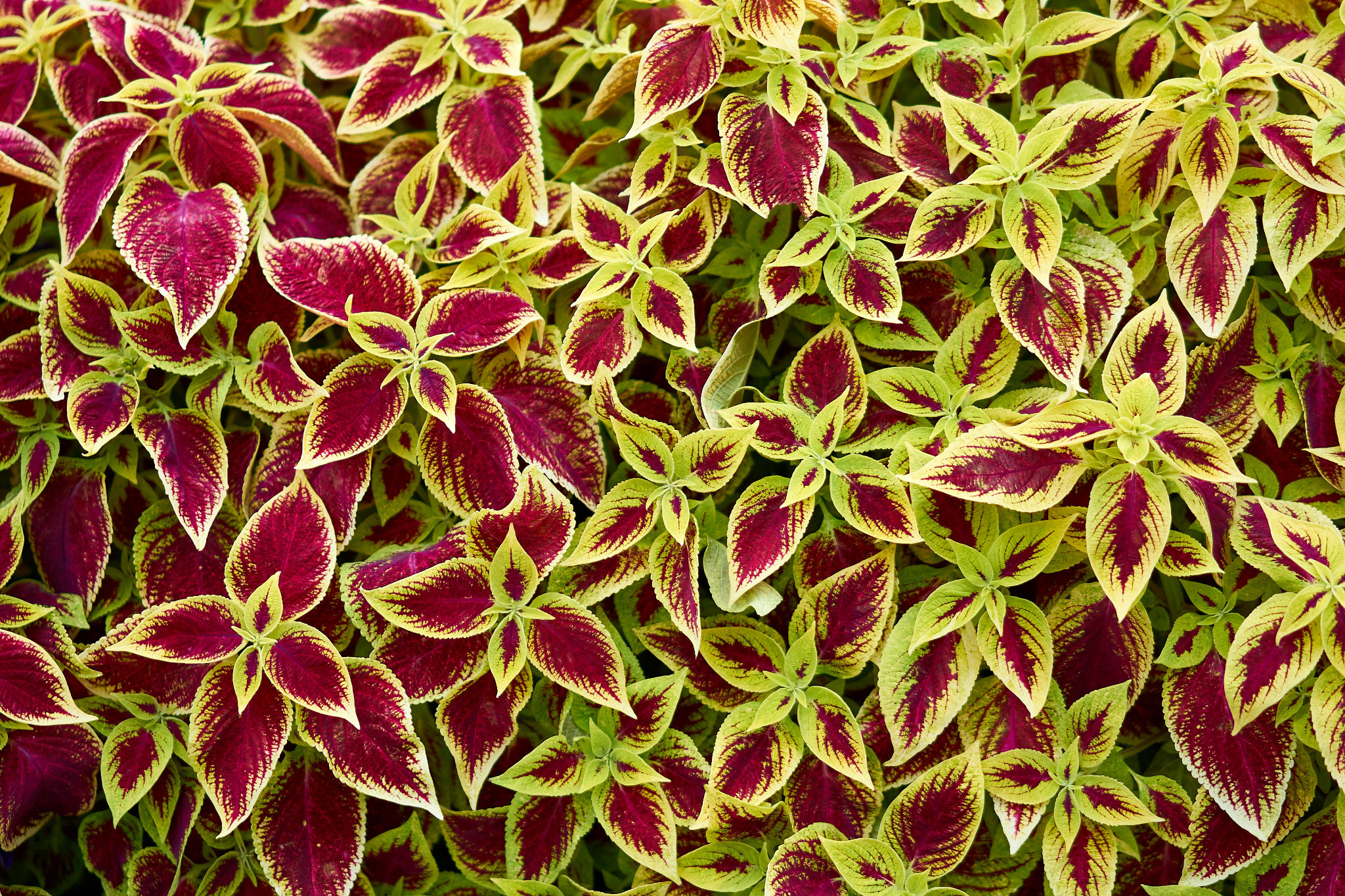 Variegation