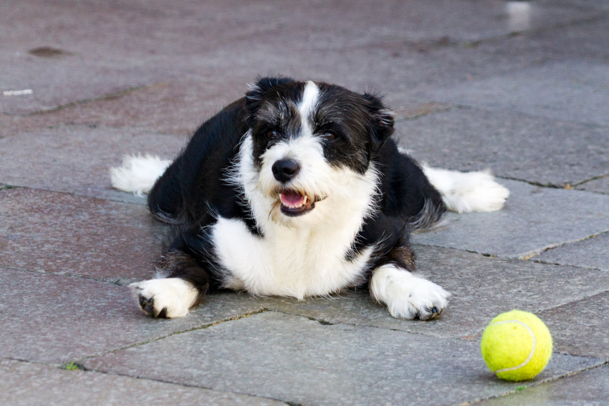 The Best Dog in the World